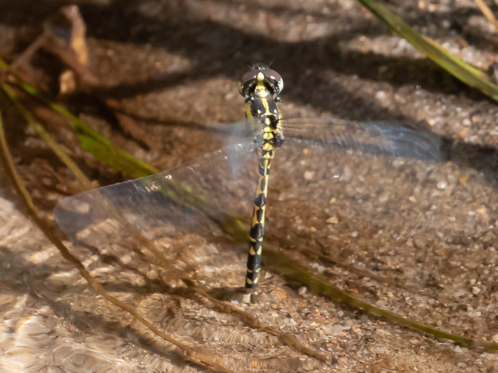 Choristhemis flavoterminata ovip-3042.jpg